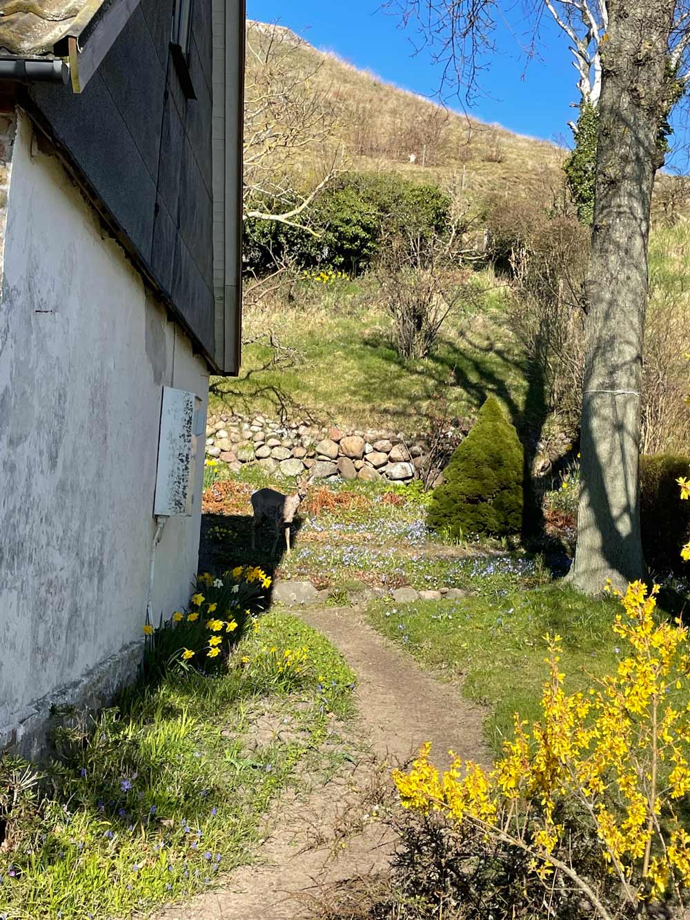 Hyr lägenhet på Ven